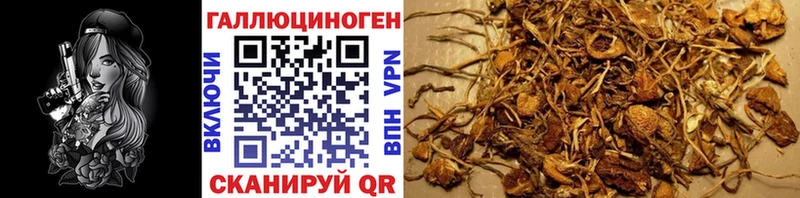 продажа наркотиков  omg tor  Псилоцибиновые грибы Psilocybe  Славгород 